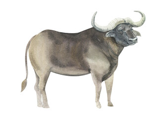 Watercolor buffalo isolated on white background. Hand drawn realistic illustration