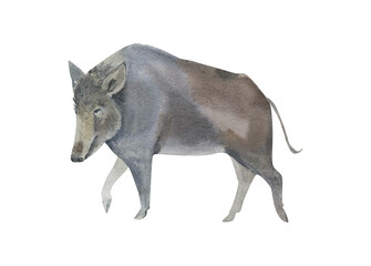 Watercolor wild boar isolated on white background. Hand drawn realistic illustration