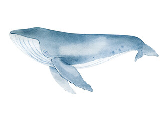 Watercolor whale isolated on white background. Hand drawn realistic illustration