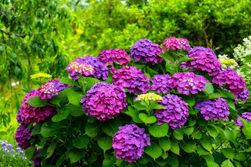 大神のアジサイ