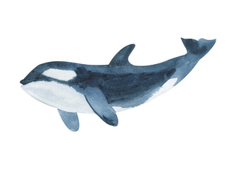 Watercolor killer whale isolated on white background. Hand drawn realistic illustration