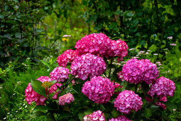 大神のアジサイ