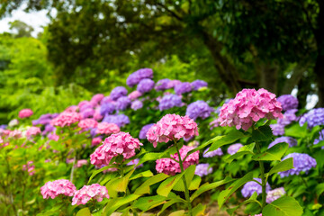 大神のアジサイ