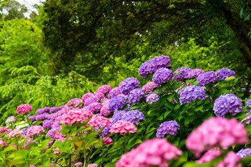 Obraz premium 大神のアジサイ