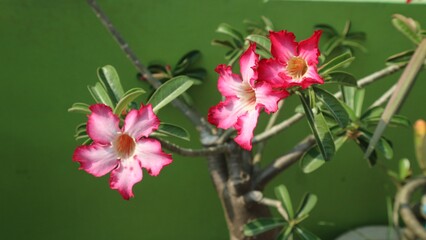 pink and white flower. June 2, 2020 at 15.28 WIB. Adenium flowers are red with large beautiful flower stems. taken at Grobogan, Central Java, Semarang