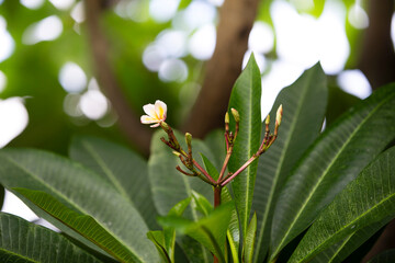 blue sky with white clouds