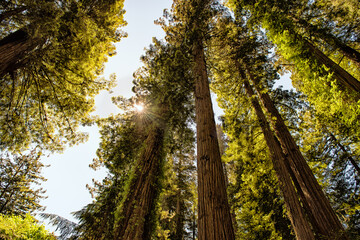 Giant California Redwood trees looking up with a sunburst