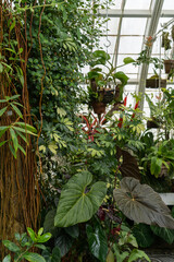A Conservatory Jungle