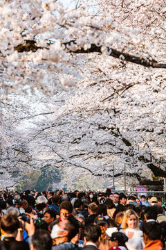 People watching cherry blossoms in a park, Tokyo, Japan