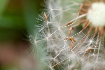 Macro dandelion seedhead