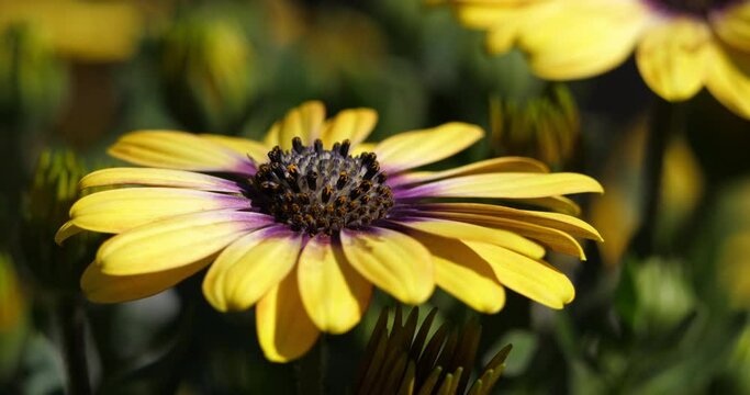 Dimorphotheca is a genus of plants in the sunflower family