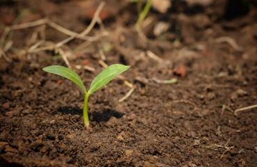 Closeup of Small Plant with Leaves on Fertile Earth with Copy Space, Natural Growth of Plant Concepts