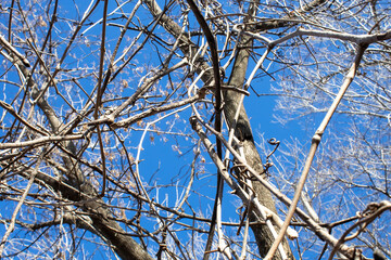 tree branches against blue sky
