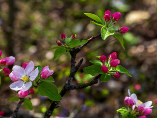 Spring,wild flowering of plants, awakening in nature, young flowers and shoots of trees with leaves on the sunny side.