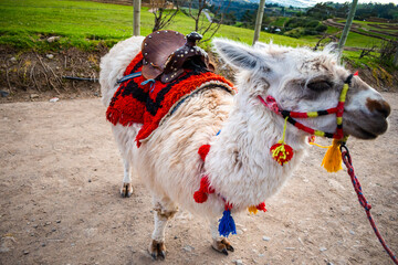 llama or alpaca for tourists