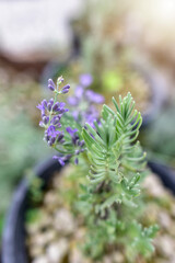 Lavender in garden pot. English lavender, Lavandula angustifolia 'Hidcote blue' Compact, bushy, evergreen shrub with linear, leaves and purple flowers picked out in shallow focus.