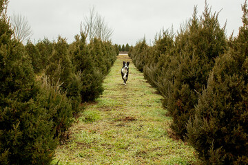 dog in tree farm