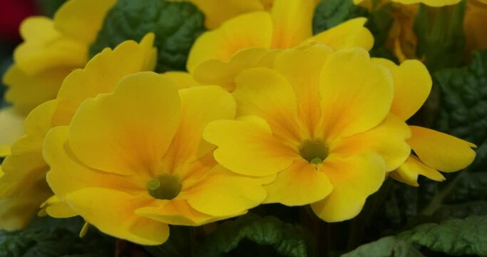 Primula, Ornemental flowers  in the family Primulaceae