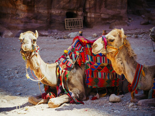 Two camels resting in the shade in Petra Jordan