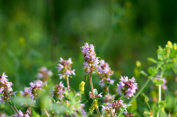 Blossoming thyme in the nature with blurred background