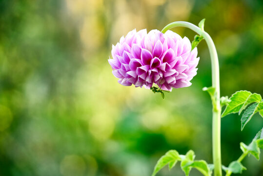 Pink dahlia flower With Insect.Mantis nymph(Arthropoda: Insecta: Mantodea: Mantidae) in real garden. Large fragrant flower buds. Gardening and nature. Shallow depth of field