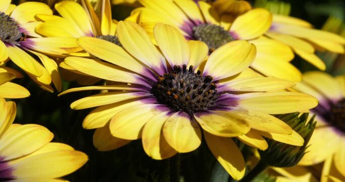 Dimorphotheca is a genus of plants in the sunflower family