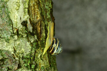 The picture shows a close-up of a grape snail crawling along a tree trunk.