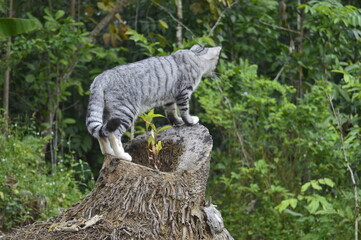 Fototapeta premium black and white striped cat
