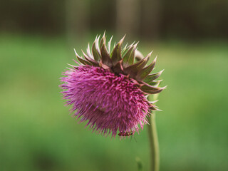close-up of a thistle flower. Pink prickly plumeless thistle flower. beetle on a thistle flower