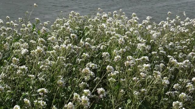 diplotaxis barreleieri, wild flowers during the winter season in the southern France
