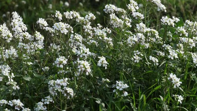 diplotaxis barreleieri, wild flowers during the winter season in the southern France