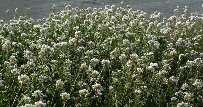 diplotaxis barreleieri, wild flowers during the winter season in the southern France