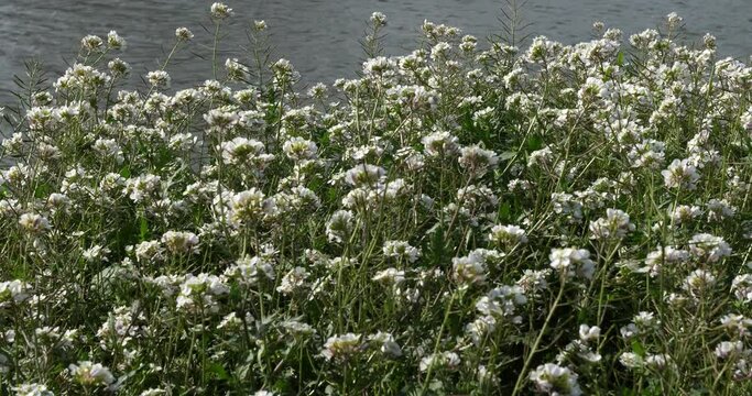 diplotaxis barreleieri, wild flowers during the winter season in the southern France