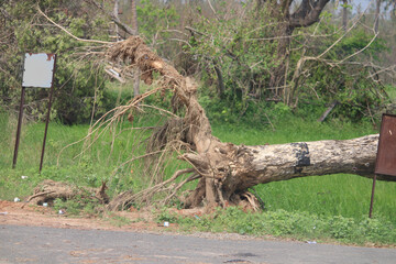 Tree fallen due to wind