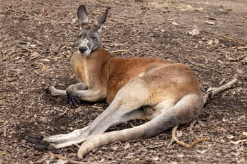 Naklejka na ściany i meble Buck Red Kangaroo resting in shade