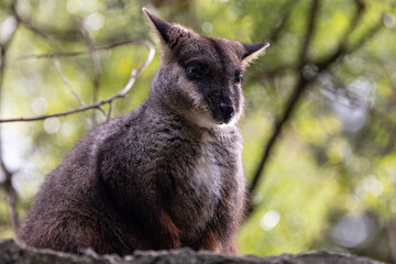 Brush-tailed Rock-wallaby resting on top of rock