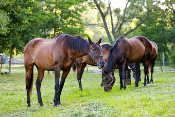 Fototapeta premium beautiful groomed horses on a farm 