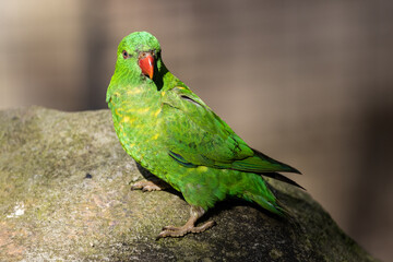 Scaly-breasted Lorikeet perched on rock