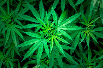 Marijuana plants on black background with space for text.