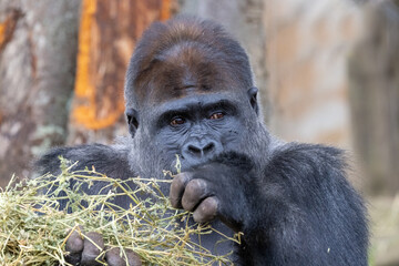 Captive Western Lowland Gorilla Silverback in an Australian Zoo