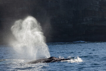 Humpback Whale blowing off at surface