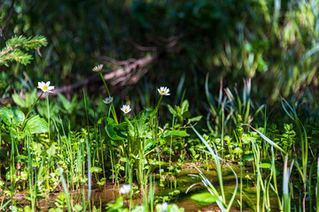 grass and flowers