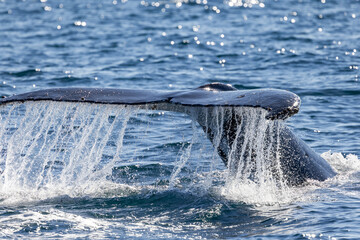 Water shedding off Humpback Whale tail as it dives
