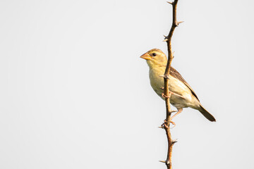 Baya Weaver On a perch