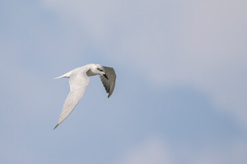 Obraz premium whiskered tern