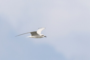 whiskered tern