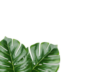 the tropical evergreen vine isolated on white background.Flat lay