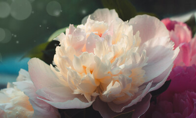 Blooming branches with peony flowers and buds. Soft focus. Close up photo as a natural background....
