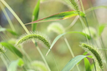 風に揺れる青々と茂るエノコログサ。Green foxtail swaying in the wind.