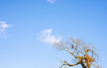 Tree branches in the changing seasons naturally